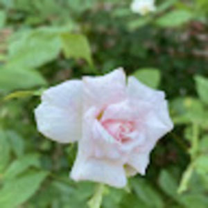 Meet your Posher, Karin